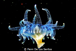 This shot of a larval anemone was taken during a blackwat... by Penn De Los Santos 